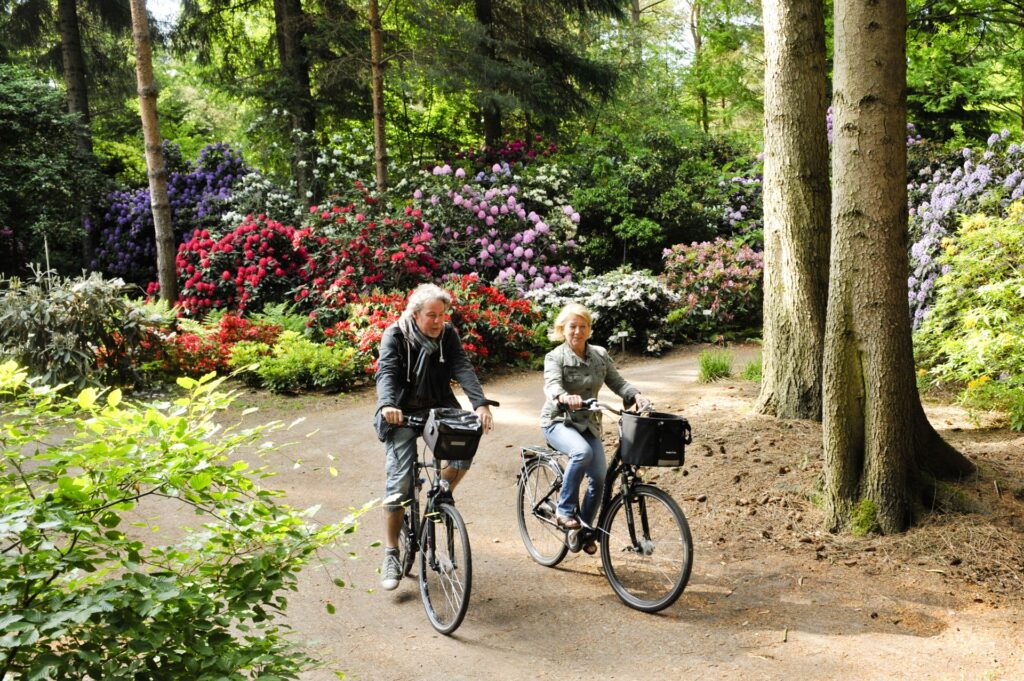 Ein Mann und eine Frau fahren nebeneinander mit Fahrrädern auf einem von hohen Bäumen und farbenprächtigen Rhododendronbüschen gesäumten Parkweg.